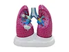 Anatomical lung model